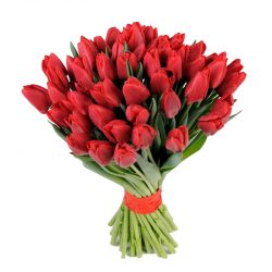 Фото товара 51 червоний тюльпан в Калуші