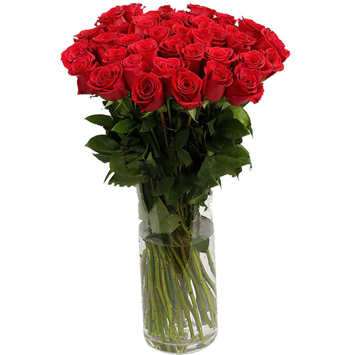 фото товара Троянда імпортна червона (поштучно) | «Калуш Роза»