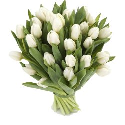 Фото товара 25 білих тюльпанів в Калуші