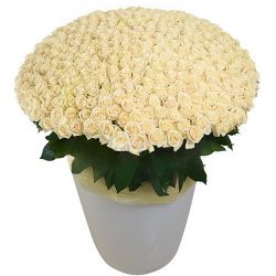 Фото товара 301 біла троянда у великому вазоні в Калуші