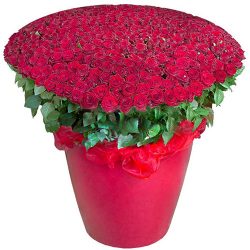 Фото товара 301 червона троянда у великому вазоні в Калуші