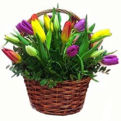Фото товара 15 тюльпанів у кошику в Калуші