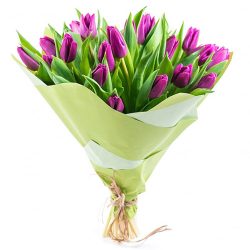 Фото товара 25 пурпурних тюльпанів в Калуші