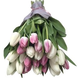 Фото товара 25 біло-рожевих тюльпанів в Калуші