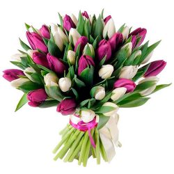 Фото товара 51 біло-пурпурний тюльпан (зі стрічкою) в Калуші