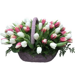 Фото товара 51 біло-рожевий тюльпан у кошику в Калуші