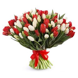 Фото товара 75 червоно-білих тюльпанів (зі стрічкою) в Калуші
