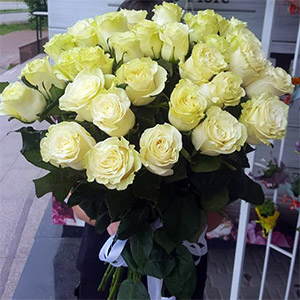 квіти та подарунки на 8 Березня в категорії Троянди | «Калуш Роза»