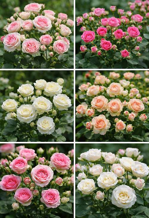 фото кухових троянд різних кольорів