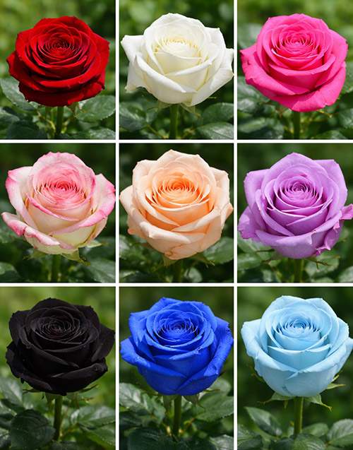 фото троянд різних сортів